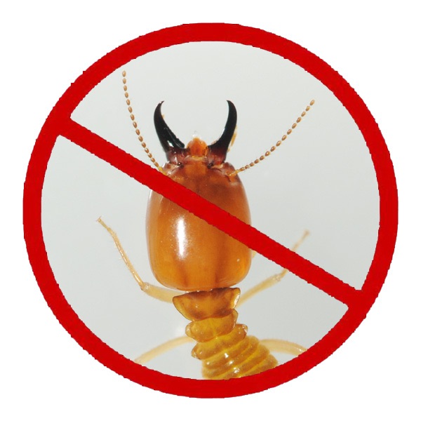 灭白蚁